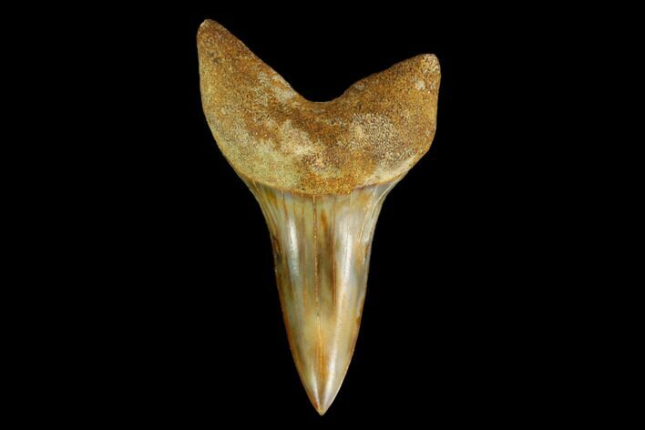 Colorful White/Mako Shark Tooth Fossil - Sharktooth Hill, CA #114045
